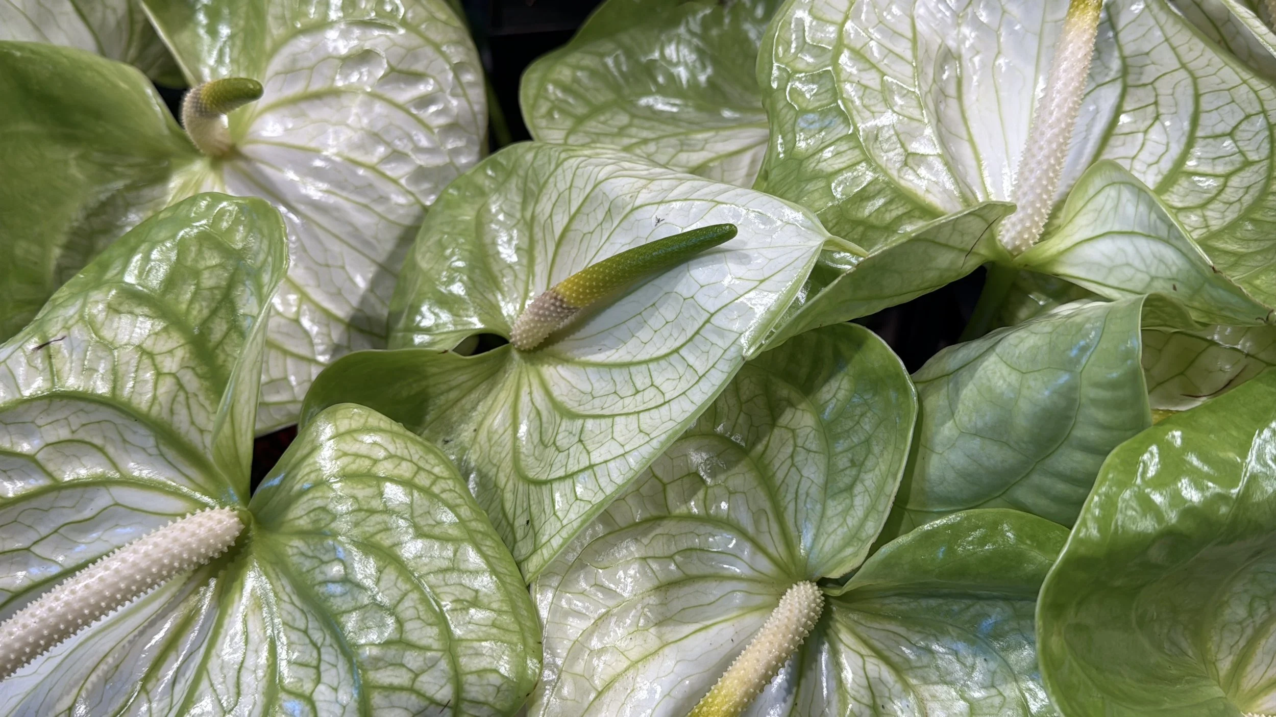 Plants
